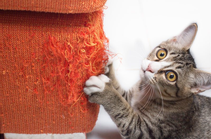 What if my cat ignores every scratcher?