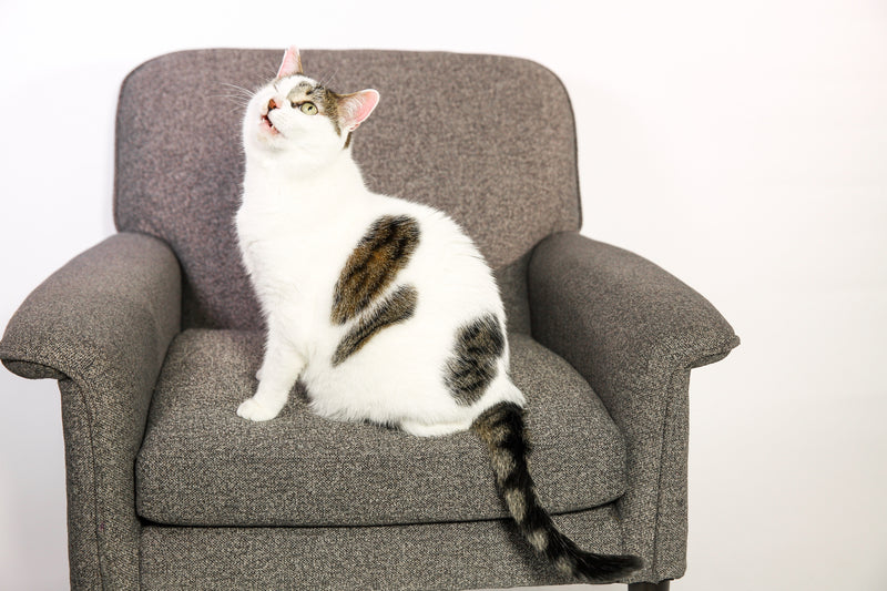 What if my cat doesn't love it?
