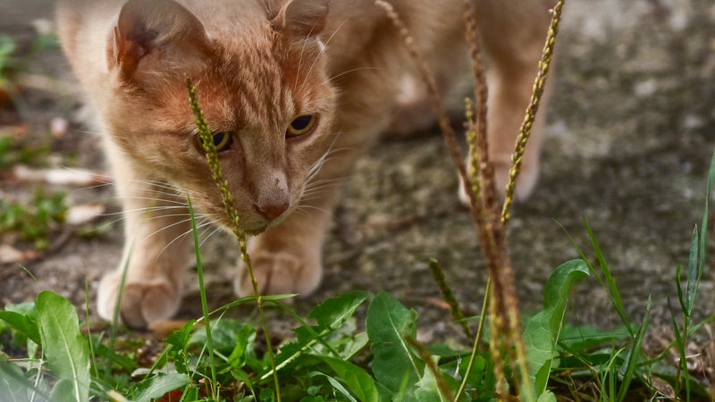 Natural Instinct Design